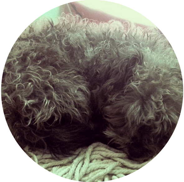 Primer dia de firulais en casa