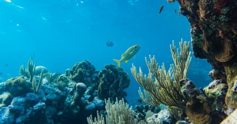 Underwater view of colorful coral reef and marine life in Honduras.