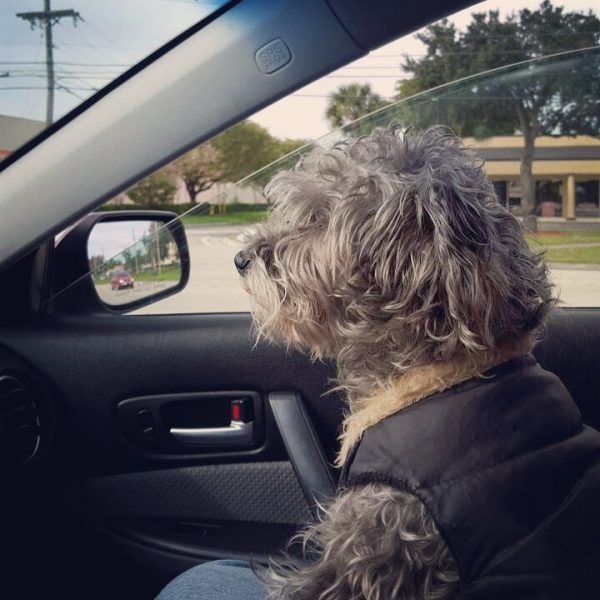 12558389_148602705521883_1303820422_n